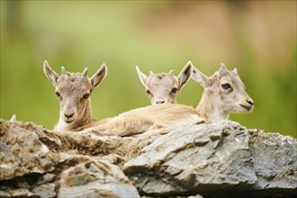 Alpine ibex (Capra ibex) youngsters, lying on a rock, wildlife Park Aurach near Kitzbuehl, Austria,