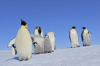 Emperor penguins, Aptenodytes forsteri, Adults and Chicks, Snow Hill Island, Antartic Peninsula,