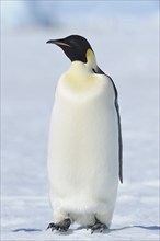 Emperor penguins (Aptenodytes forsteri), Adult, Snow Hill Island, Antartic Peninsula, Antarctica