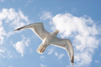 European herring gull (Larus argentatus), flying in front of summer sky with clouds, gull in flight