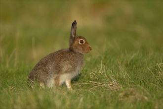 Mountain hare (Lepus timidus) adult animal standing on grassland, Scotland, United Kingdom, Europe