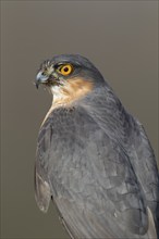 Eurasian sparrowhawk (Accipiter nisus) adult male bird portrait, England, United Kingdom, Europe