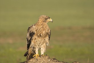 Juvenile Iberian Eagle on take-off, Spanish Imperial Eagle (Aquila adalberti), Extremadura,