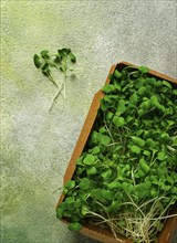 Fresh micro-greenery, in a paper container, top view, no people