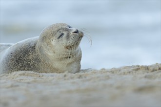 Common seal (Phoca vitulina) adult animal sleeping on a seaside beach, Norfolk, England, United