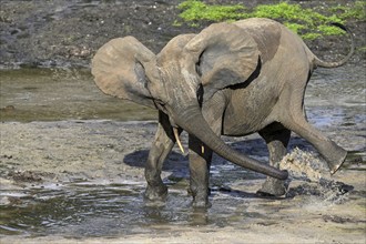 African forest elephant (Loxodonta cyclotis) in the Dzanga Bai forest clearing, Dzanga-Ndoki