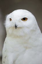 Snowy owl (Bubo scandiacus, Nyctea scandiaca), male, portrait, captive, North Rhine-Westphalia,