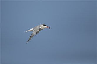 Common tern (Sterna hirundo) adult bird calling in flight, Suffolk, England, United Kingdom, Europe