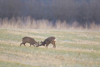 Roe deer (Capreolus capreolus) two adult male bucks rutting on grassland, Suffolk, England, United