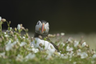 Atlantic puffin (Fratercula arctica) adult bird amongst Sea campion flowers, Skomer island, Wales,