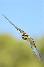 European bee-eater (Merops apiaster) flying in the sky, Spain, Europe