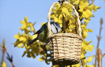 Blue tit (cyanistes caeruleusim) eating sunflower seeds in spring, Germany, Europe