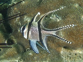 A cardinalfish with distinctive black and white stripes, Banggai cardinalfish (Pterapogon