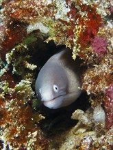 A moray eel, white-eyed moray eel (Gymnothorax thyrsoideus), looks out of a coral cave surrounded