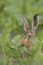 Brown hare (Lepus europaeus) adult animal feeding in a farmland sugar beet field in the summer,