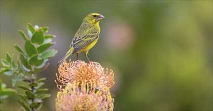 Brimstone canary (Crithagra sulphurata), Harold Porter National Botanical, Betty's Bay, Western