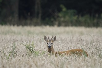 A young european roe deer (Capreolus capreolus) stands in a cornfield and looks curiously into the