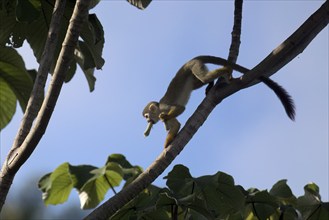 Collin's Squirrel Monkey, Saimiri collinsii, eating a fruit, Amazon basin, Brazil, South America