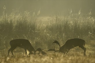 Fallow deer (Cervus dama), male, rutting, fighting, Hesse, Germany, Europe