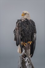 Bald eagle, Haliaeetus leucocephalus, sitting, adult, winter, Homer, Alaska, USA, North America