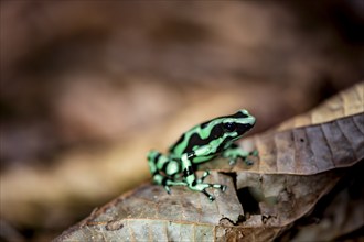 Green and black poison dart frog (Dendrobates auratus) on a leaf, Heredia Province, Costa Rica,