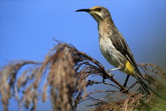 Cape Honeybird (Promerops cafer), adult, female, perch, Kirstenbosch Botanical Gardens, Cape Town,