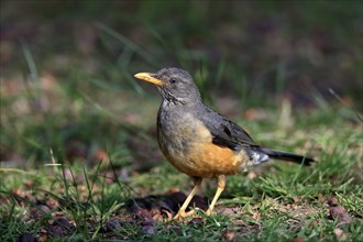 Olive thrush (Turdus olivaceus), adult, on the ground, alert, Kirstenbosch Botanical Gardens, Cape