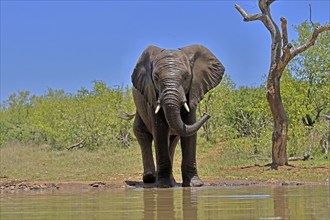 African elephant (Loxodonta africana), bull, male, at the water, Kruger National Park, Kruger