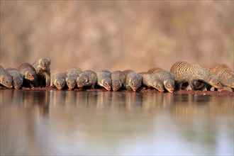 Zebra mongoose (Mungos mungo), adult, group, at the water, drinking, Kruger National Park, Kruger