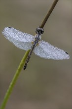 Black Darter (Sympetrum danae), Emsland, Lower Saxony, Germany, Europe