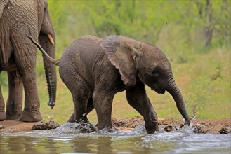 African elephant (Loxodonta africana), young animal, calf, baby elephant, mother, young animal with