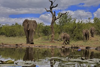 African elephant (Loxodonta africana), adult, female, mother, young, mother with young, at the