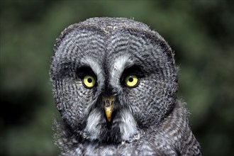 Bearded Owl (Strix nebulosa), adult, portrait, Germany, captive, Europe