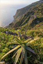 Agave, evening mood, green coastal landscape on a steep cliff, sea and coast, viewpoint Miradouro