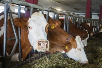 Dairy cows (Simmental Fleckvieh) in a dairy farmer's barn