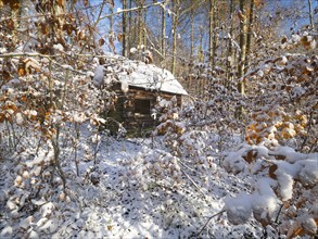 Hunter's hut, old dilapidated wooden hut with roof covered with moss, surrounded by beech woodland