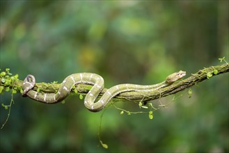 Griffin-tailed lance adder (Bothriechis schlegelii), green variety, sitting on a branch, Heredia