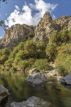 Phoenix theophrasti palms and the river Megalopotamos in the gorge of Preveli, Crete, Greece,