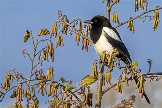 Eurasian magpie, common magpie (Pica pica) perched in common alder, European black alder (Alnus