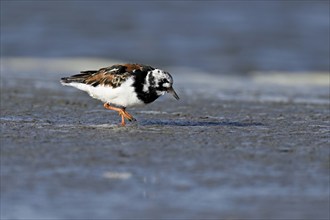 Turnstone (Arenaria interpres), foraging in the mudflats at low tide, Texel, North Holland,