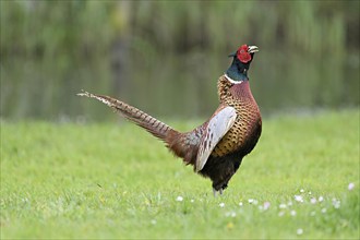 Pheasant (Phasianus colchicus), calling male, courtship, flapping wings, fluttering, Texel, North