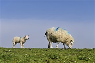 Domestic sheep (Ovis aries), mother with lamb standing in a meadow, Texel, North Holland,