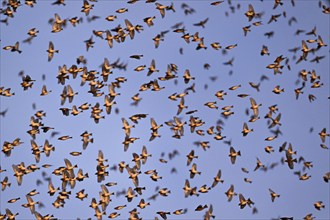 Approximately 1 million bramblings (Fringilla montifringilla), in flight over their roost at dusk,