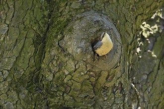 Nuthatch (Sitta europaea), looking out of its breeding den, Lake Neusiedl National Park, Seewinkel,