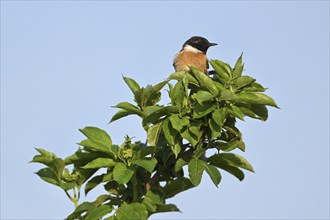 Stonechat (Saxicola rubicola), male sitting on a branch, Lake Neusiedl National Park, Seewinkel,