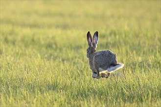 European hare (Lepus europaeus), running across a field, Lake Neusiedl National Park, Seewinkel,