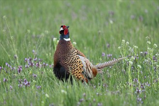 Pheasant or hunting pheasant (Phasianus colchicus), male standing in a flower meadow, Lake Neusiedl