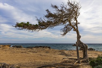 Juniper tree shaped by the wind on Salines beach, Ibiza, Balearic Islands, Mediterranean, Spain,