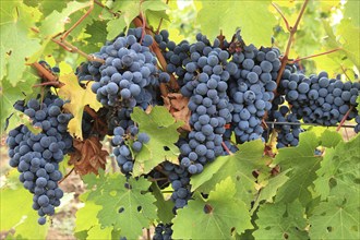 Wine-growing area of the Cramele Recas winery near the wine village of Rekasch, Recas, red grapes,