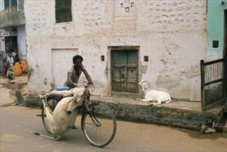 A scavenger is removing the carcass of a cow (Rajasthan, India), Scavengers belong to the lowest